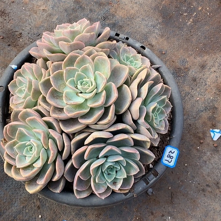 287哈利 一物一拍多肉