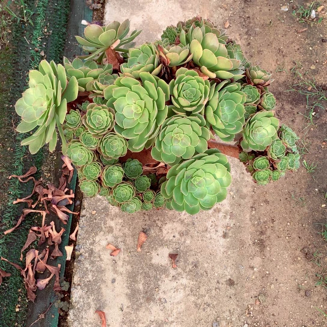 万缀朵朵，多肉植物