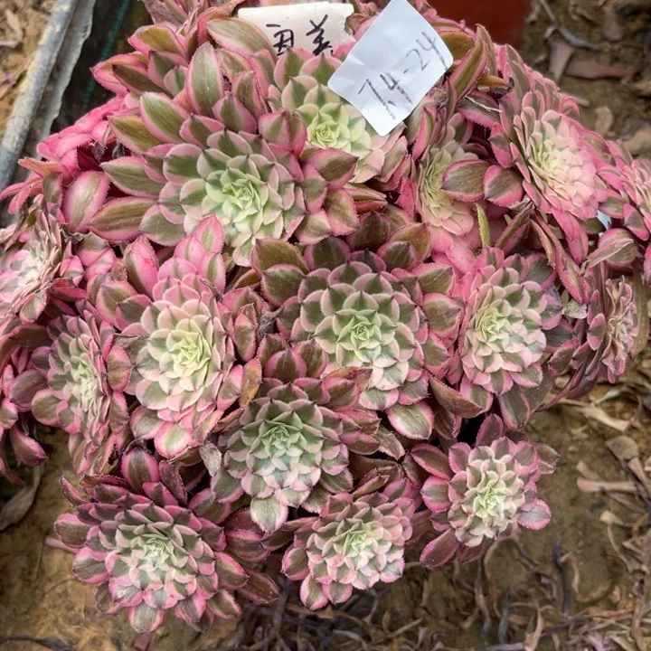芹***7.4-24粉铜绣球寄养