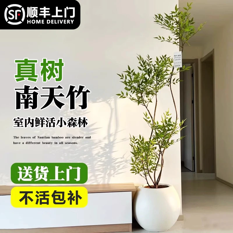 南天竹大型盆栽南天竺老桩两旁高级感客厅室内大型室内南天竹盆栽