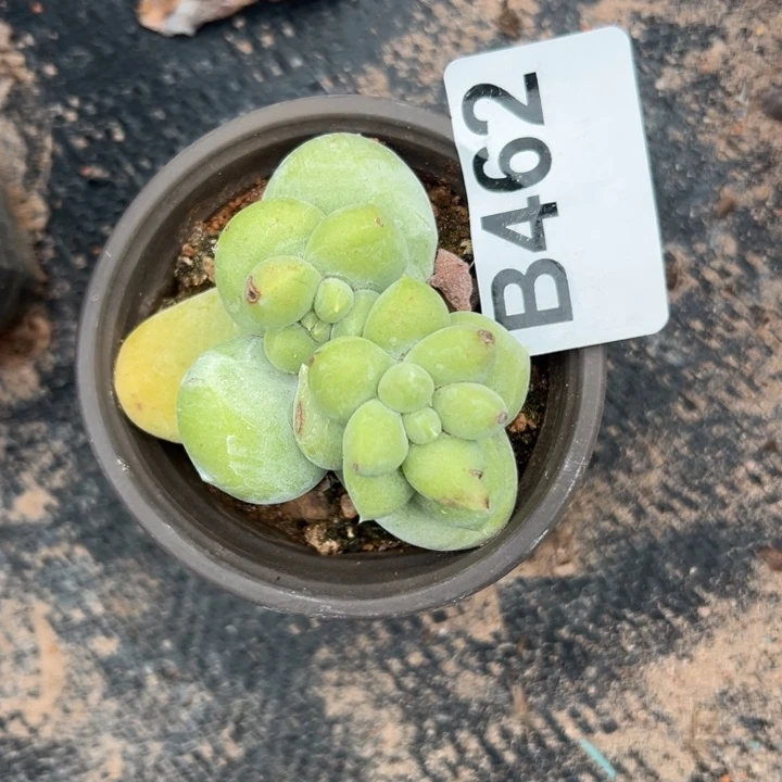 可爱拇指～一物一拍462