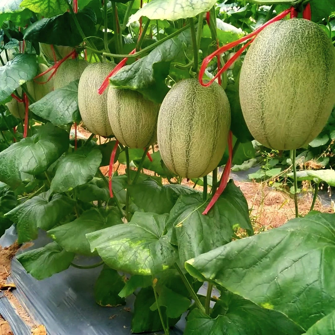 沙地蜜瓜一颗/果香浓郁/脆甜