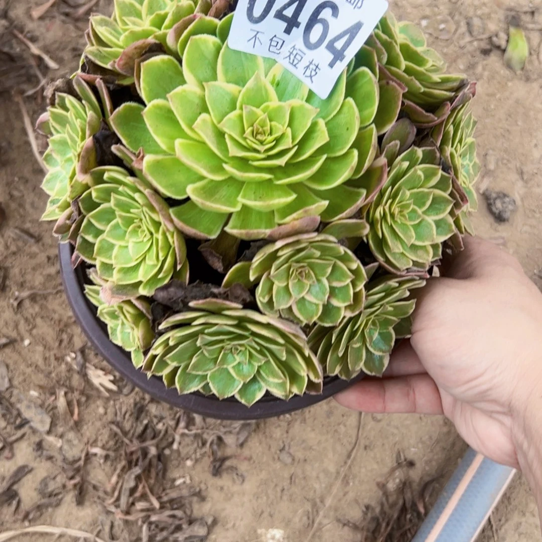 莲花座多肉植物0464