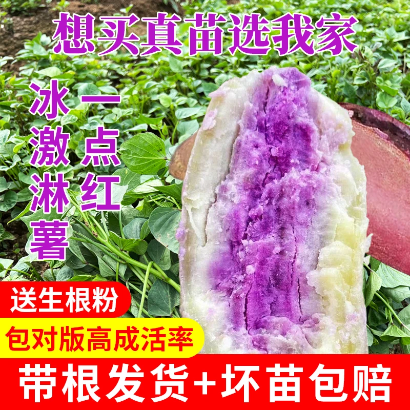 一点红冰淇淋红薯苗番薯苗花心板栗薯苗原种高产种苗地瓜秧