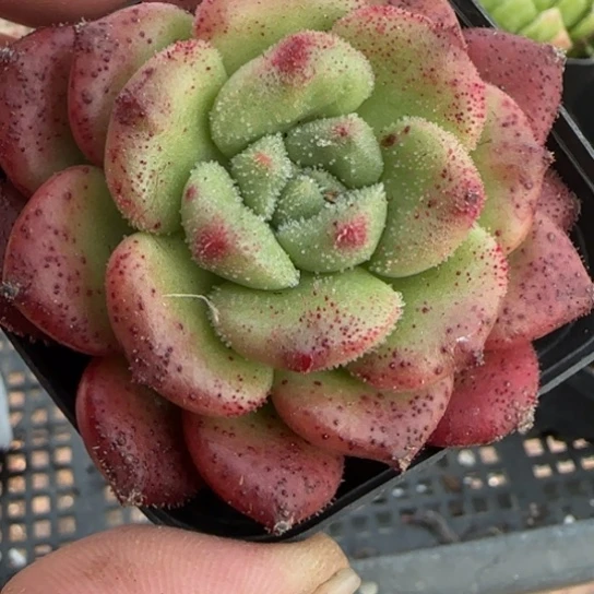 44卡罗尔一物一拍多肉