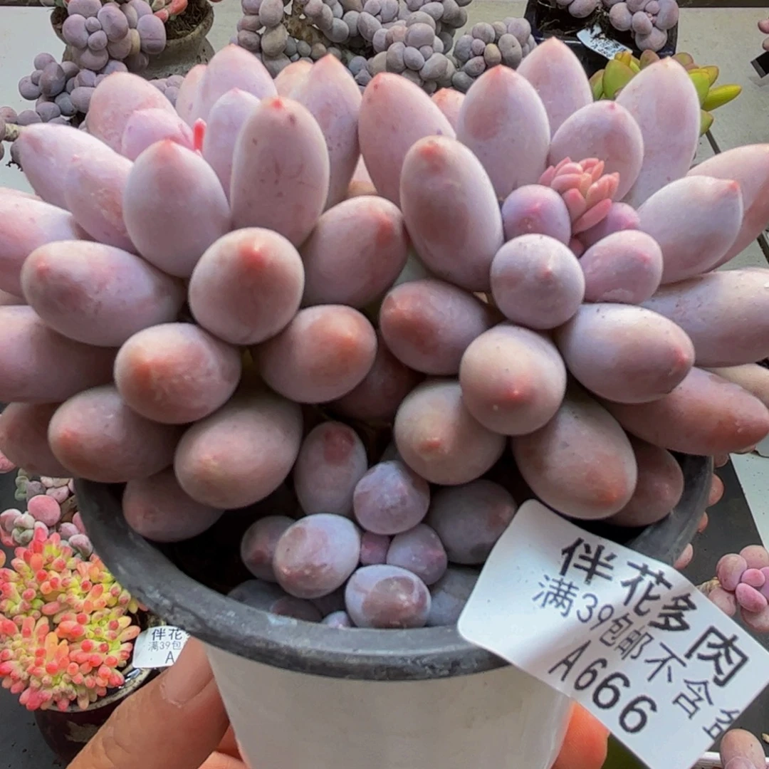 666汤圆奶酪8cm多肉植物