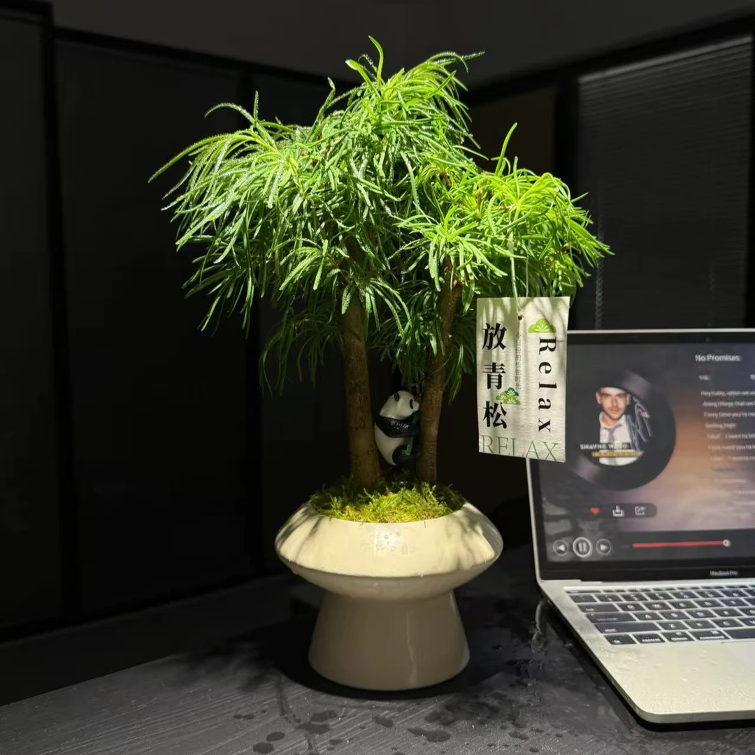 金钱松+陶瓷盆+白色底碟+苔藓+放青松