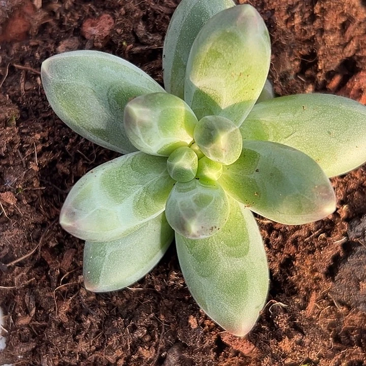 冰墩墩美人特价多肉