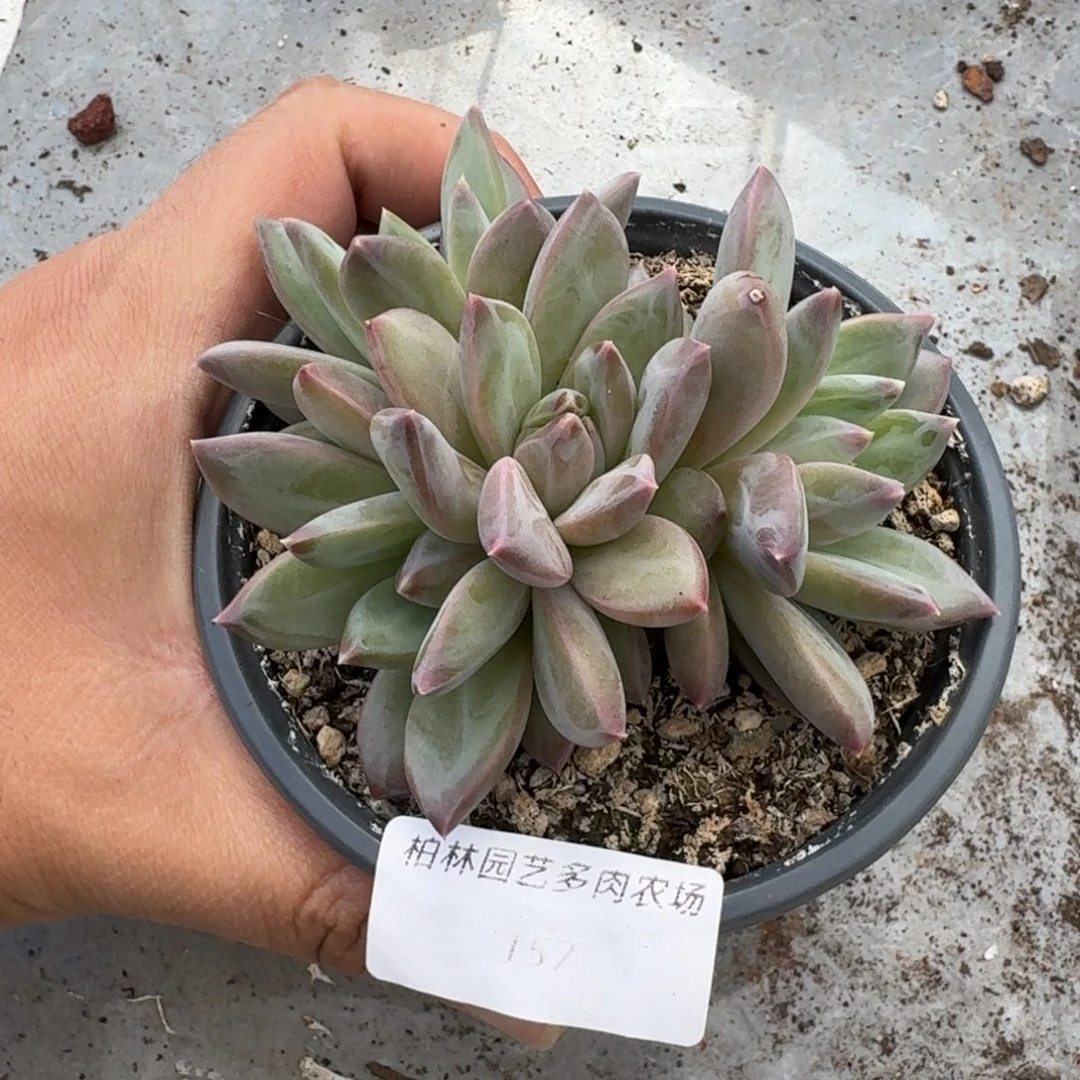 157 美人杂交 一物一拍