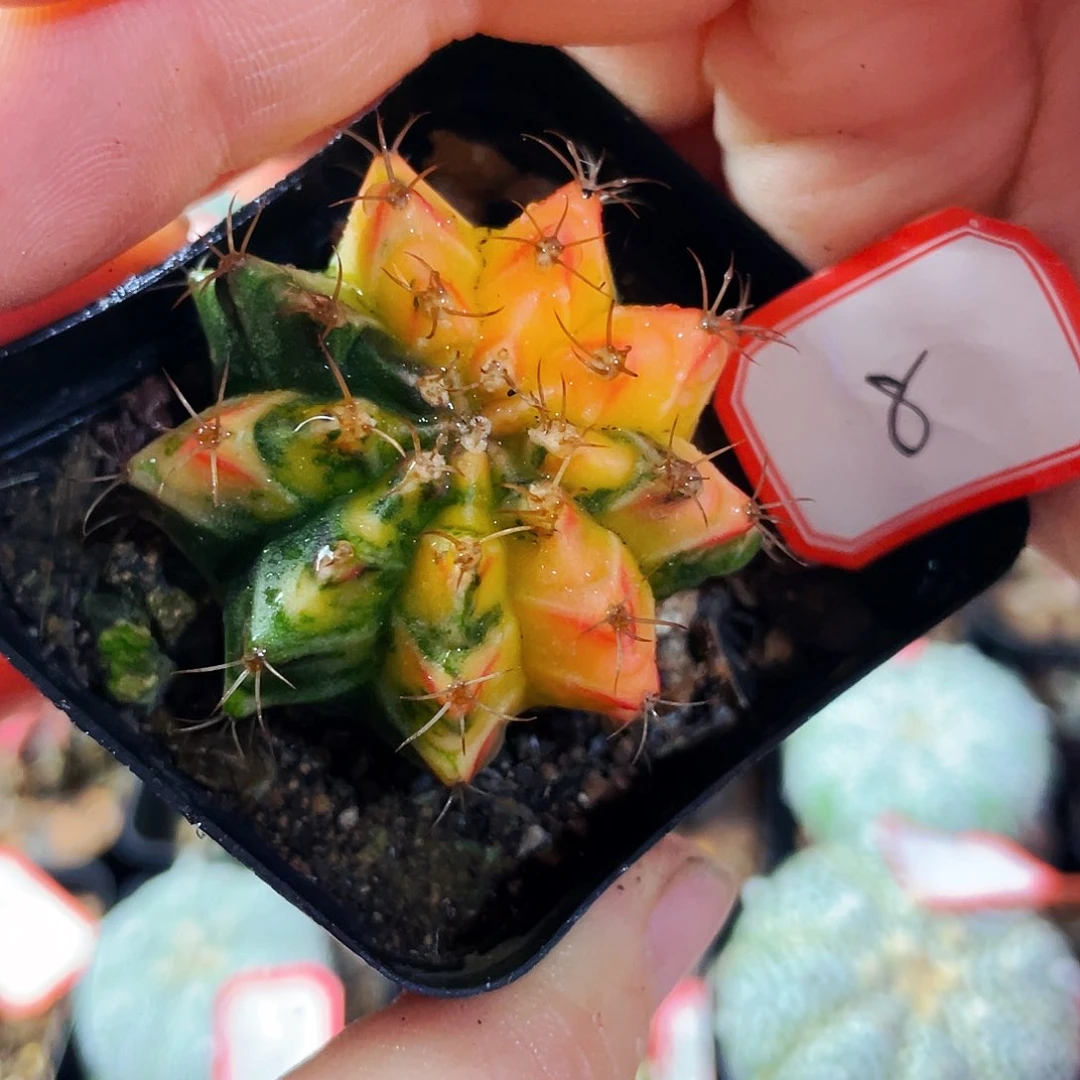 非偏远地区满25包邮仙人球裸根