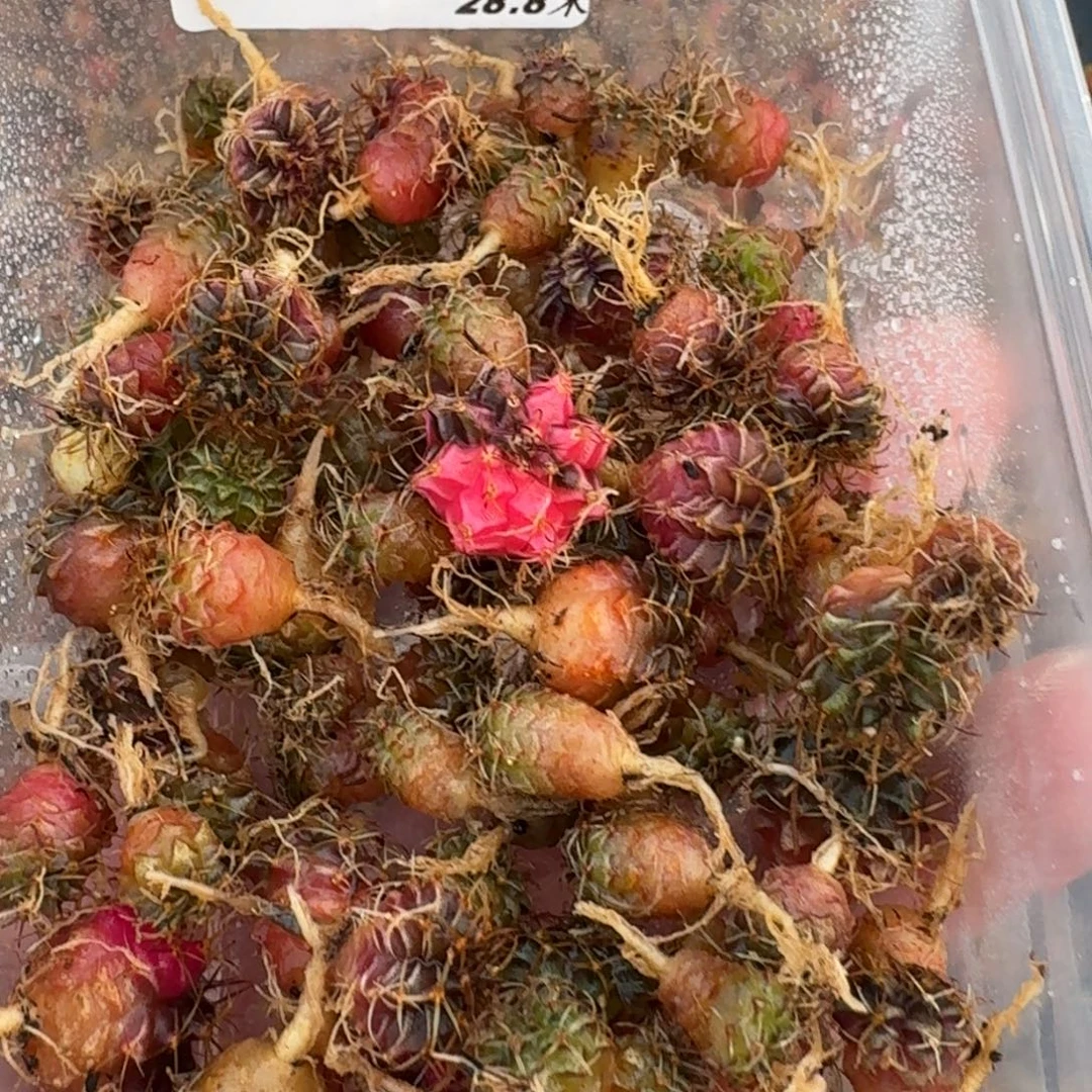 米哈实生自然锦练手球50颗左右160