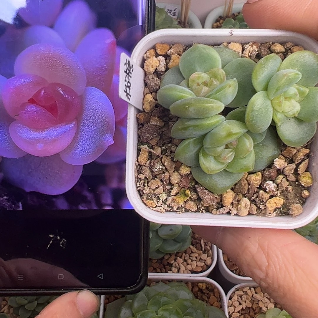 三头粉糖 原价58。