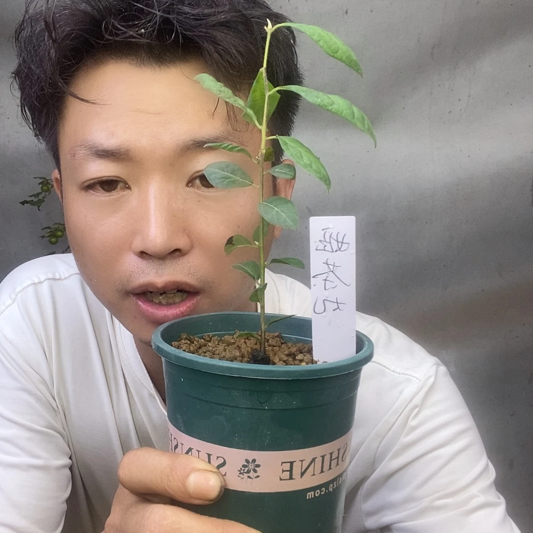 无花朵老鸦柿姬茶丸