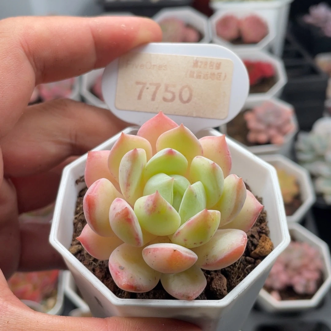 海盐薄荷7750-5厘米