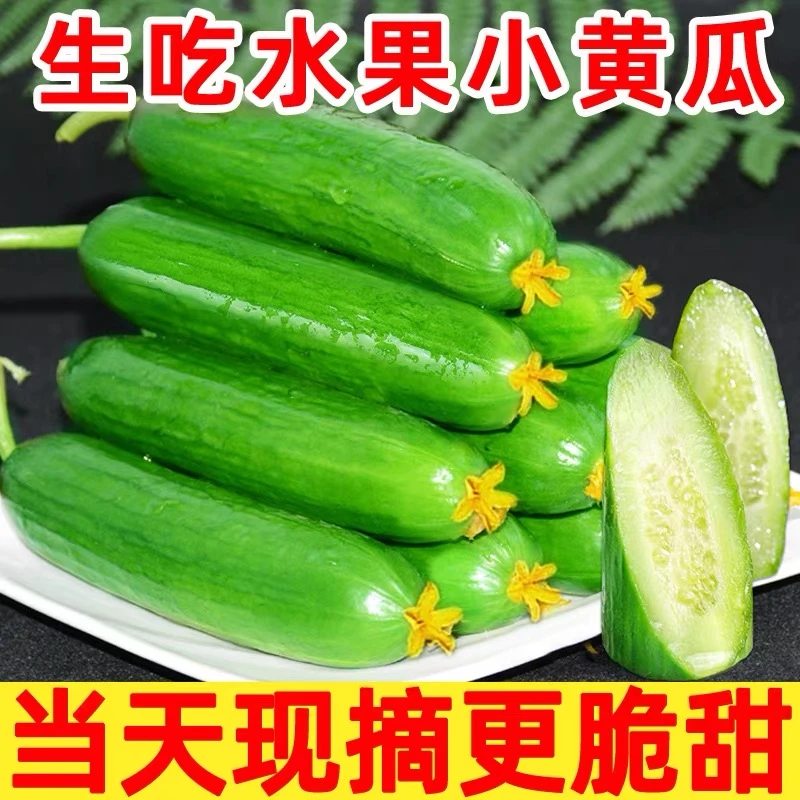 现摘水果小黄瓜生吃荷兰小青瓜新鲜自种香脆甜无刺蘸酱山东寿光菜