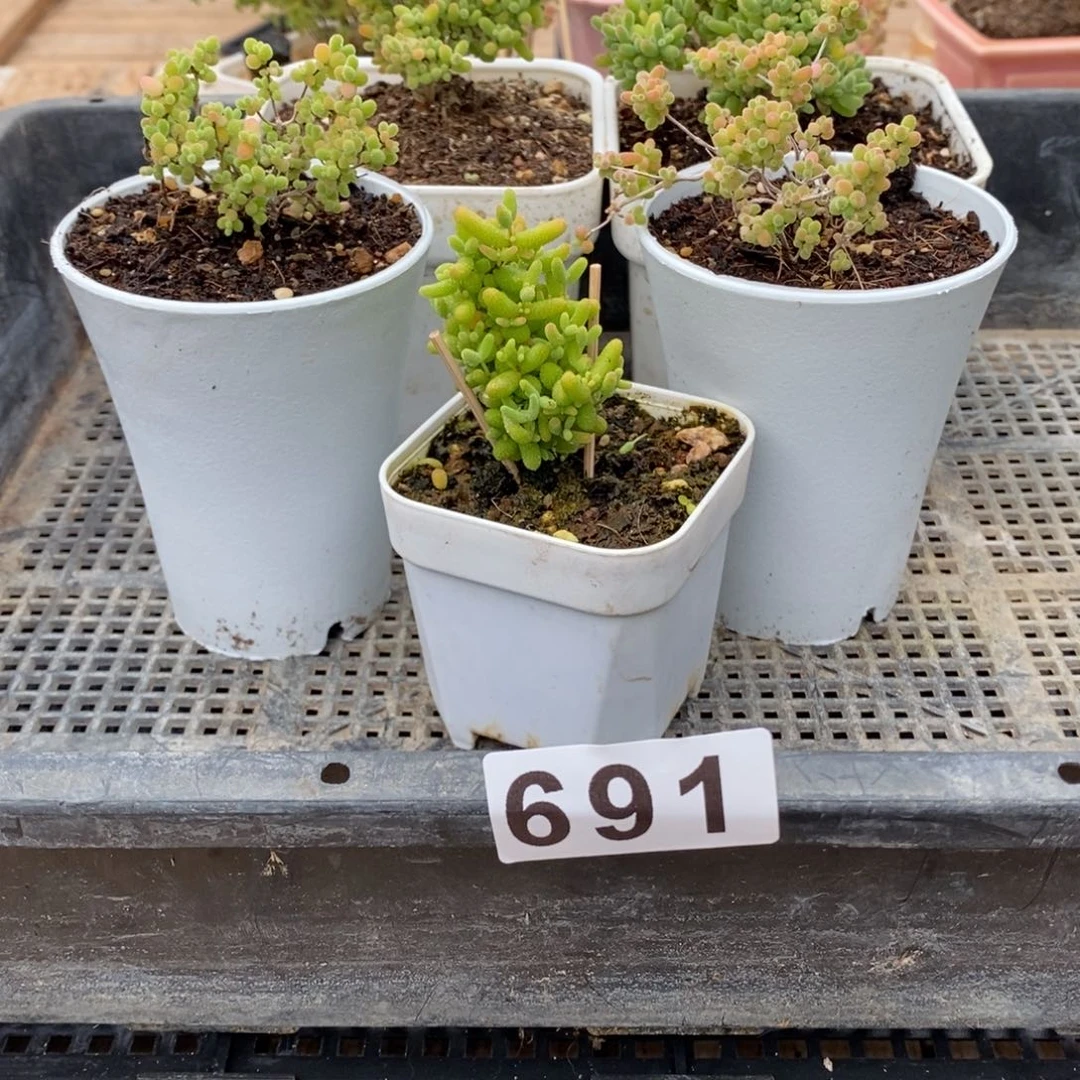 枝干番杏多肉植物691