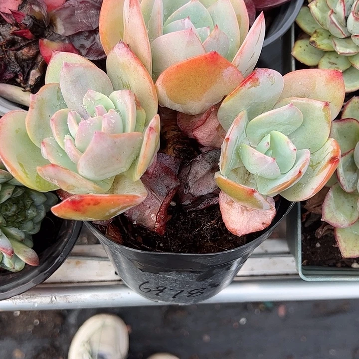 子***月白凤群生老桩多肉