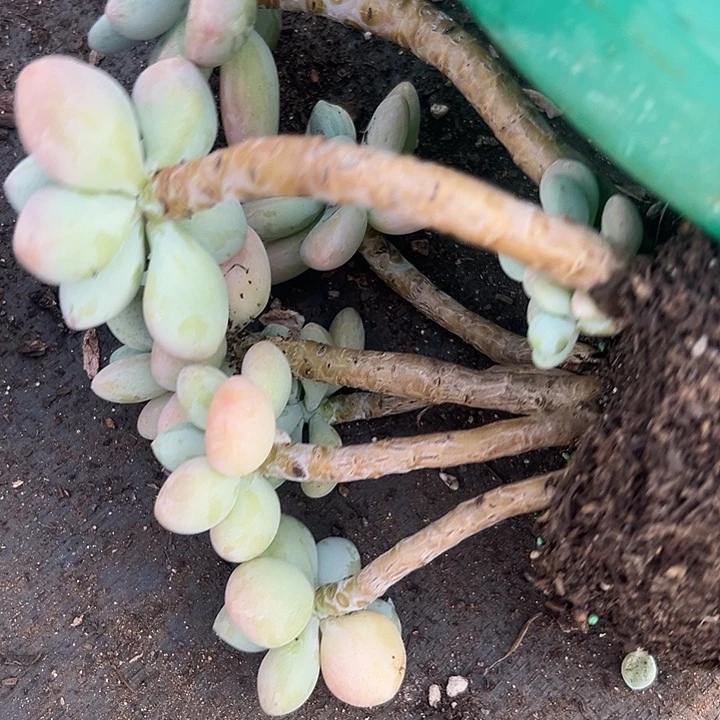 无花朵洛神老桩。