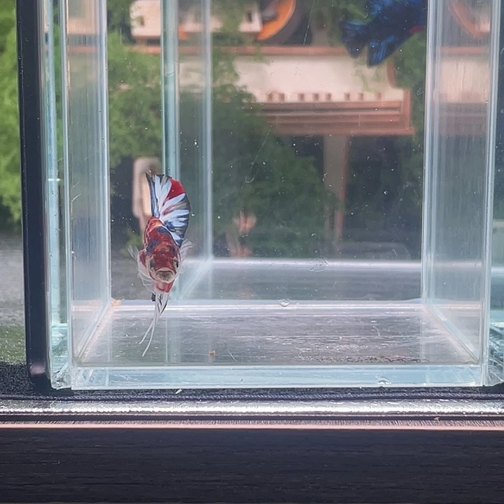 斗鱼听风观赏斗鱼