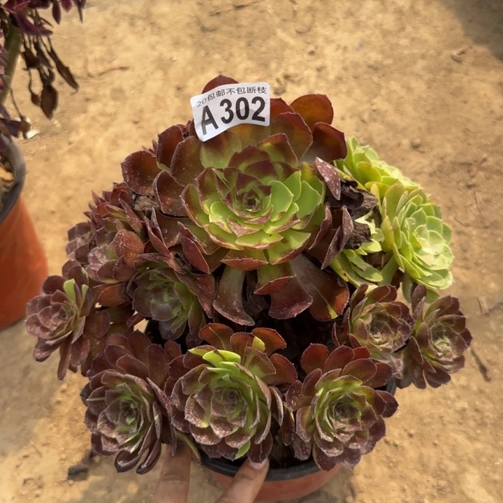 黑美人……多肉植物……
