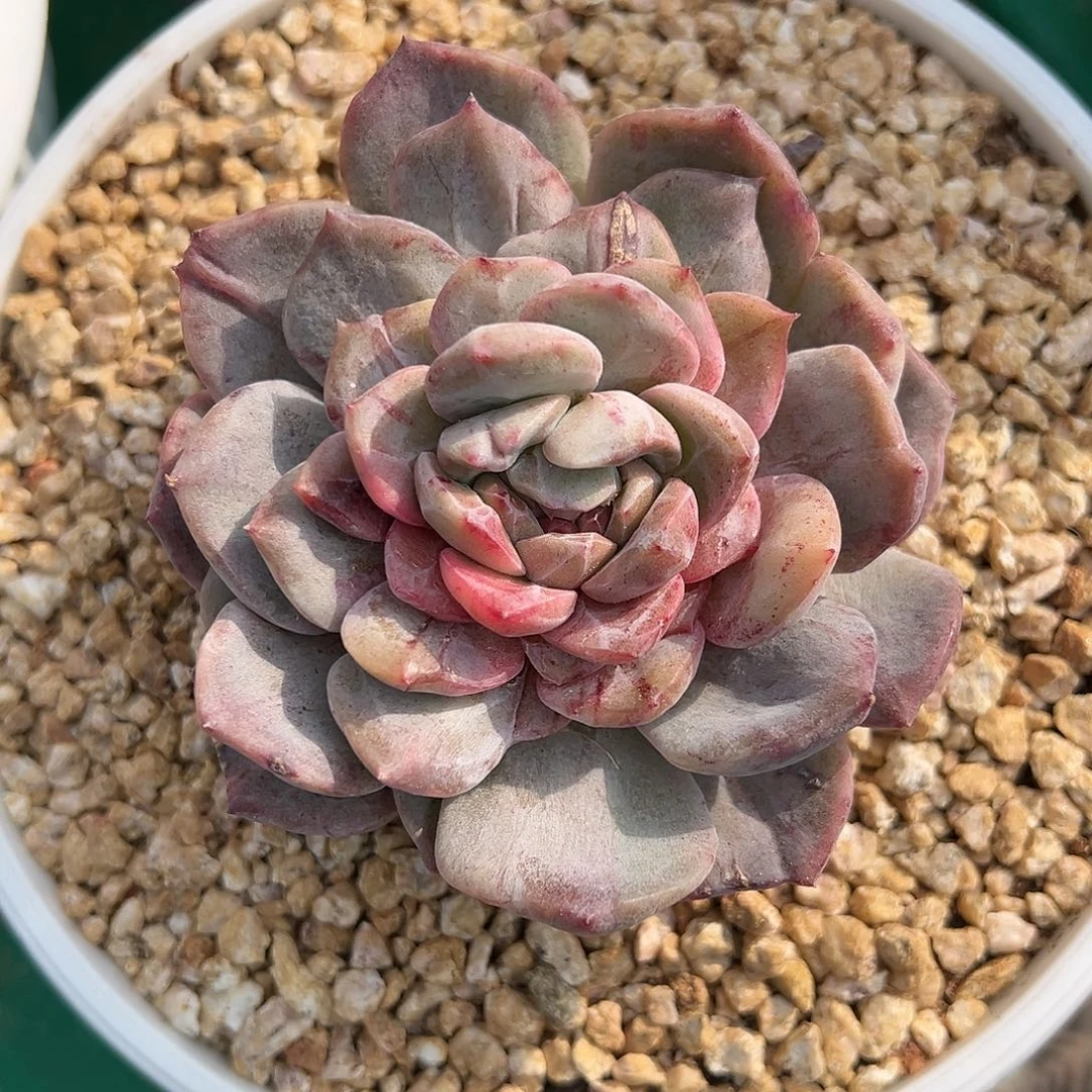 石化gjgjgjhhghhjhhhghg