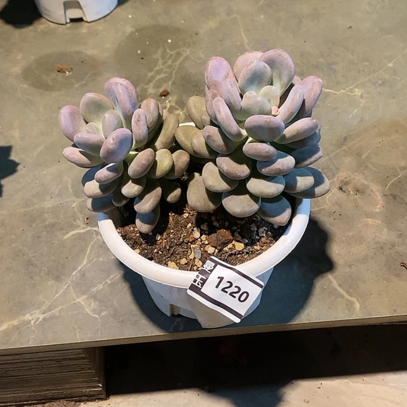 【闪购商品】月美人1220