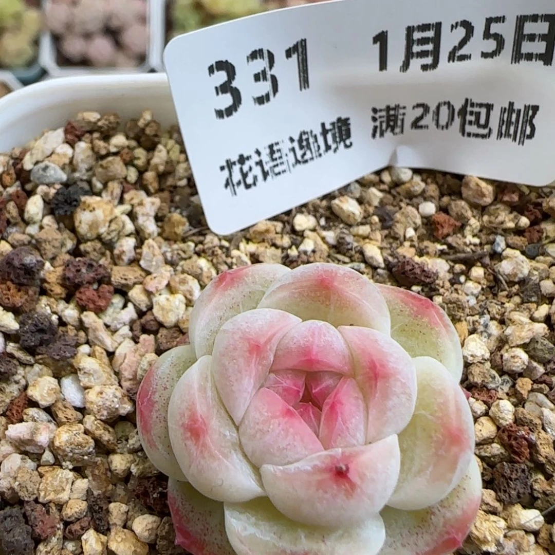 花语逸镜0125-331