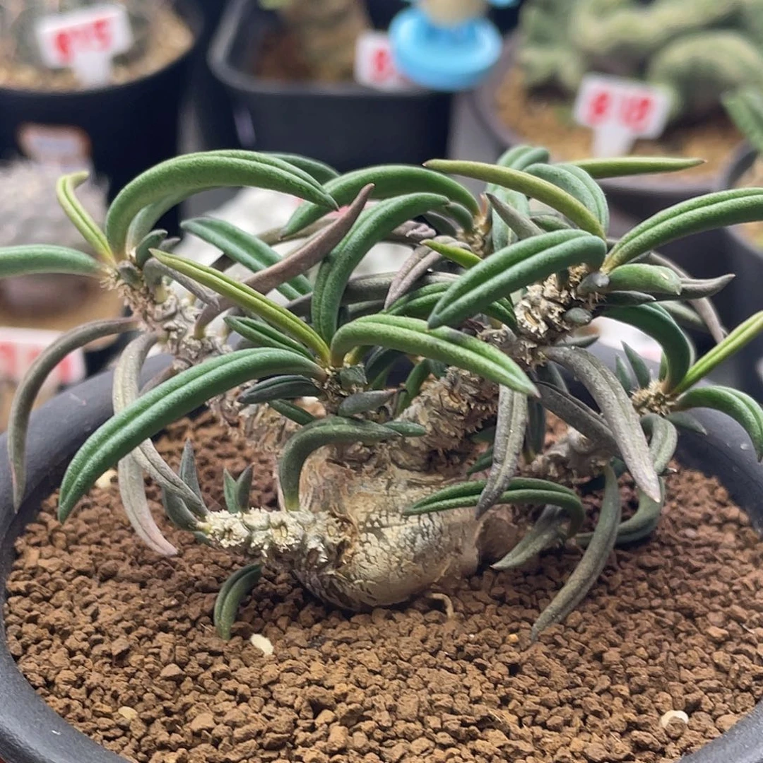 实生块根雀舌麒麟仙人球