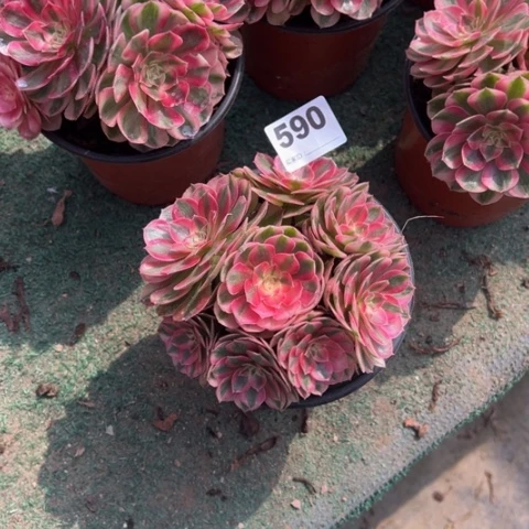 生****590荔枝朵朵多肉，