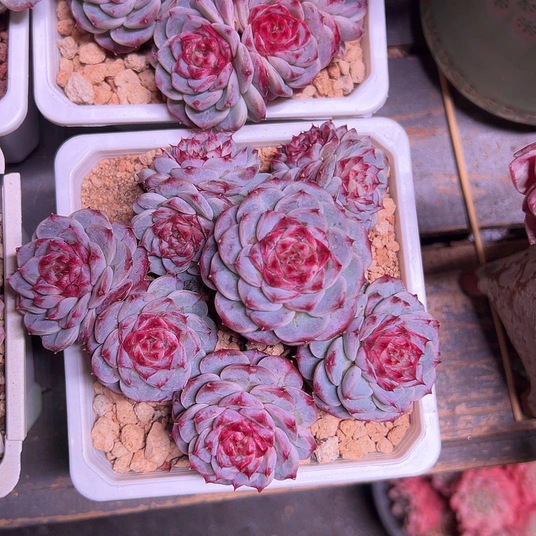 肉***嘟天鹅绒精品多肉老桩