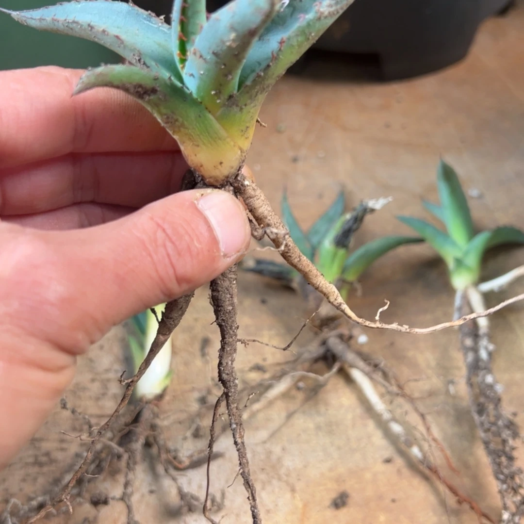 多肉植物龙舌兰道