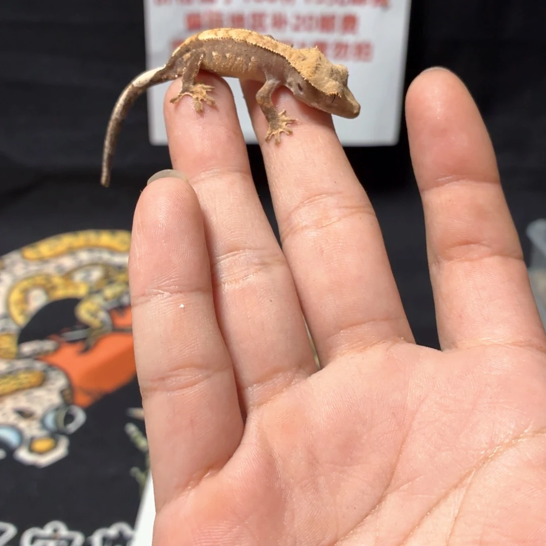 睫角守宫睫角守宫可爱入门