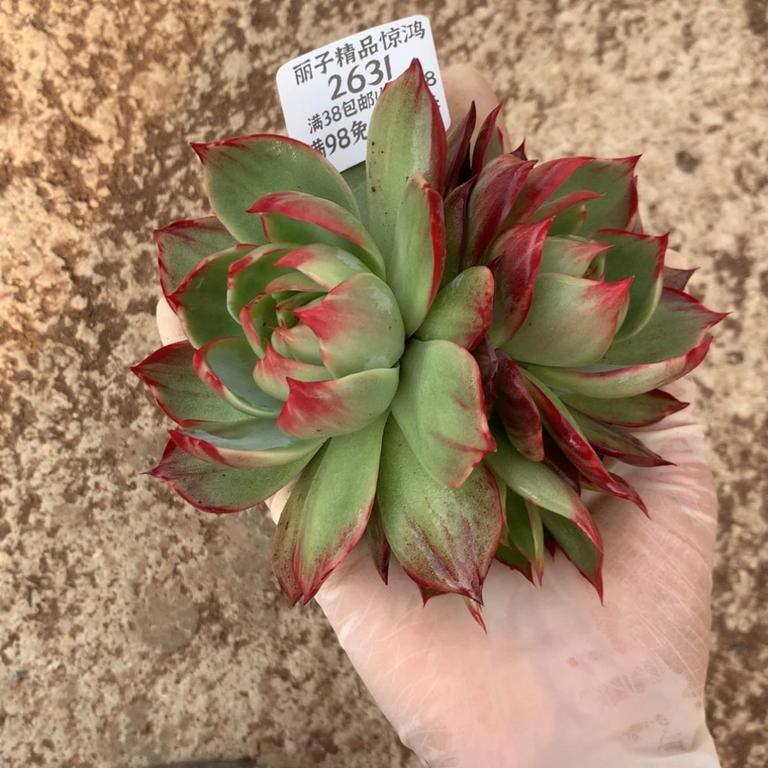 2631号多肉植物13