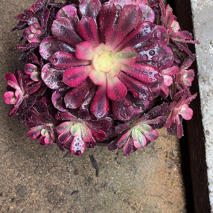 多肉植物美杜莎锦…………