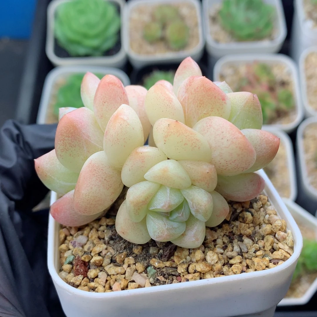 58包邮  群生不包整冰玉47
