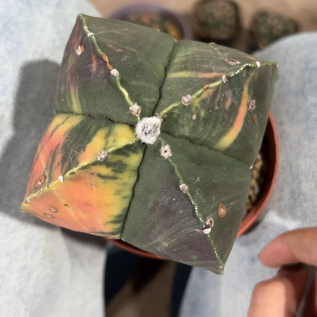 周***杨实生鸾凤玉一物一拍