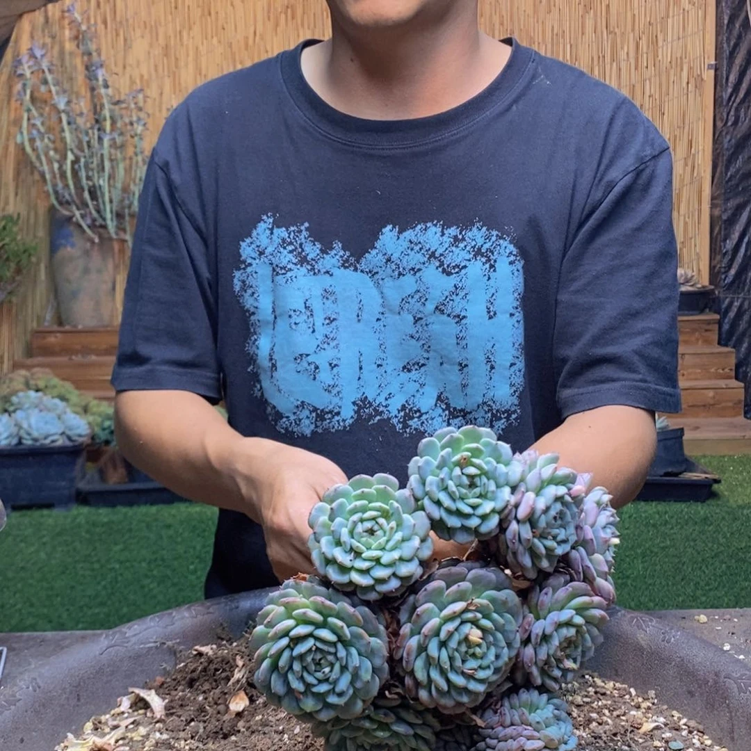 @***美02 号白胖子多肉植物