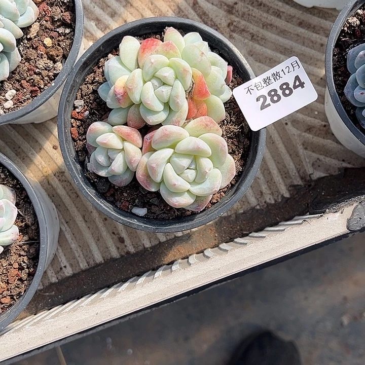 阿雅园艺。       2885冰玉