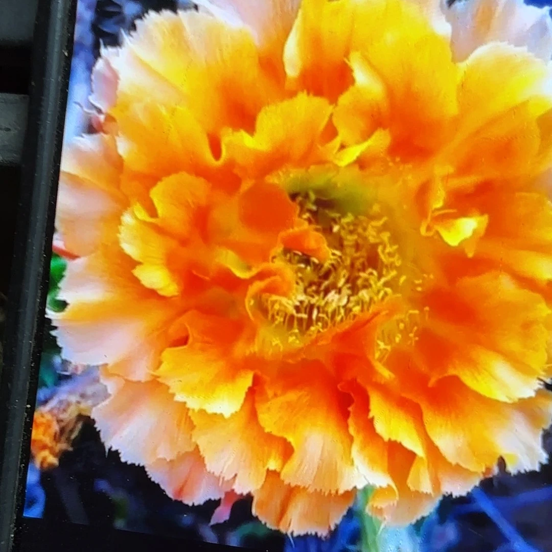 069彩侧牙20包邮仙人球59