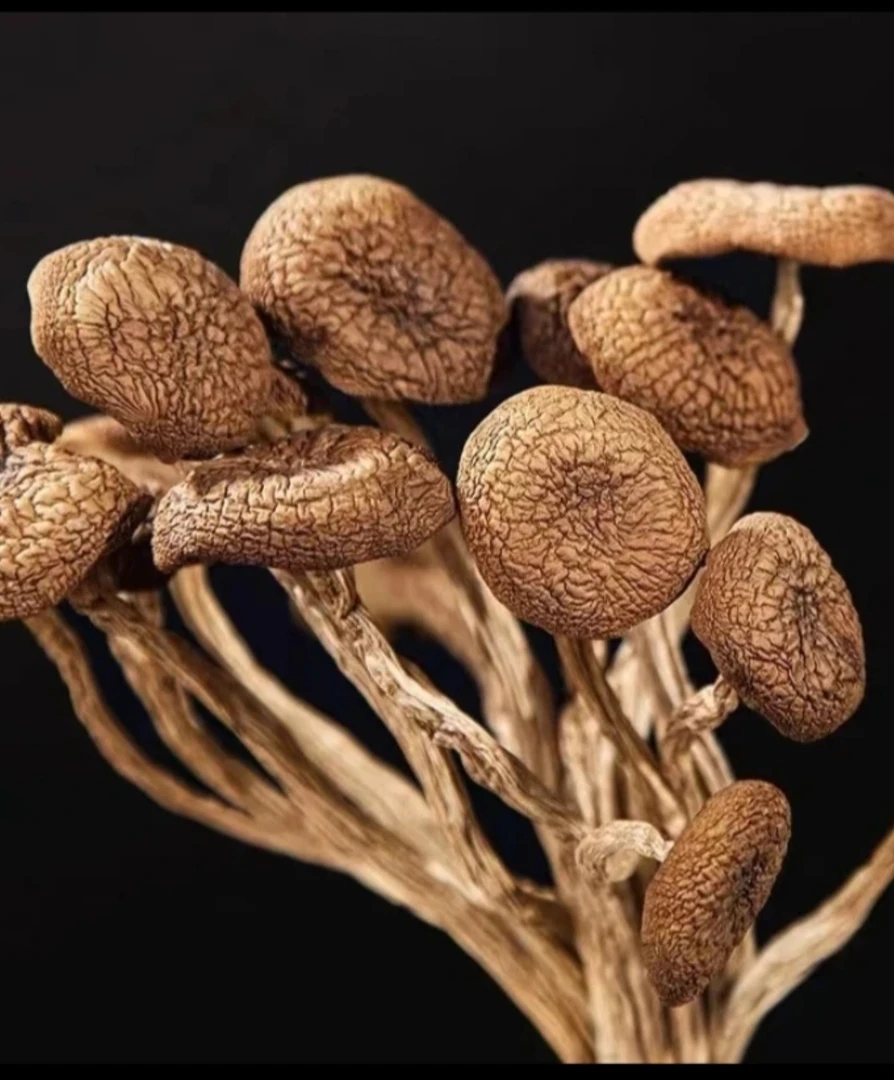 云南土特产   茶树菇  现收山货农产品 500g