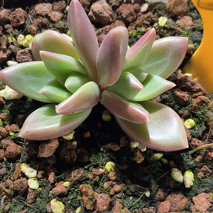 多肉植物566多肉