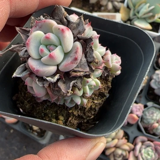 83娜娜小勾多肉植物多