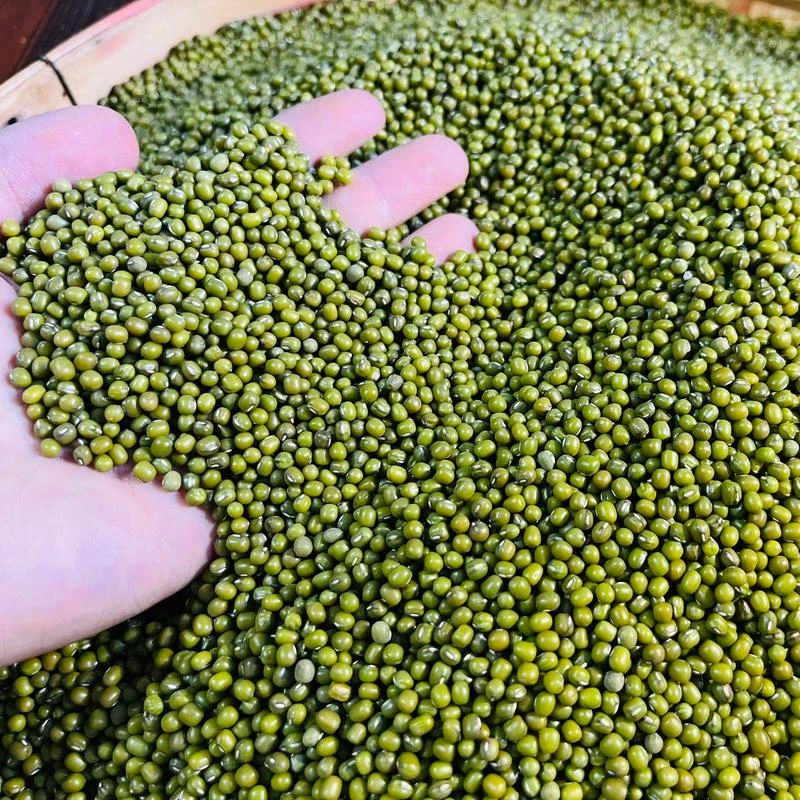 绿豆山东农家新绿豆易煮易出沙五谷杂粮养生粗粮熬粥煲汤原料
