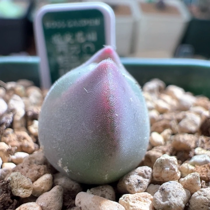 w346。青蛙3年大眼睛大大眼 小妖姬。