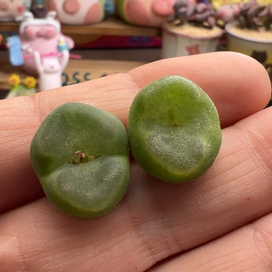 794。青蛙大年份水晶鞋母本