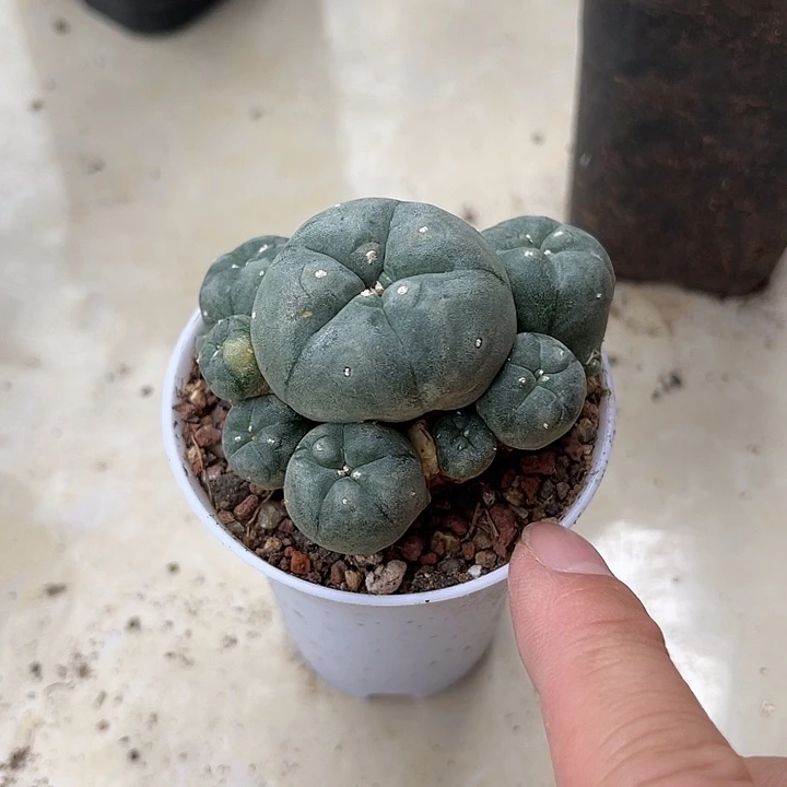 无花朵鱼群带锦一物一拍