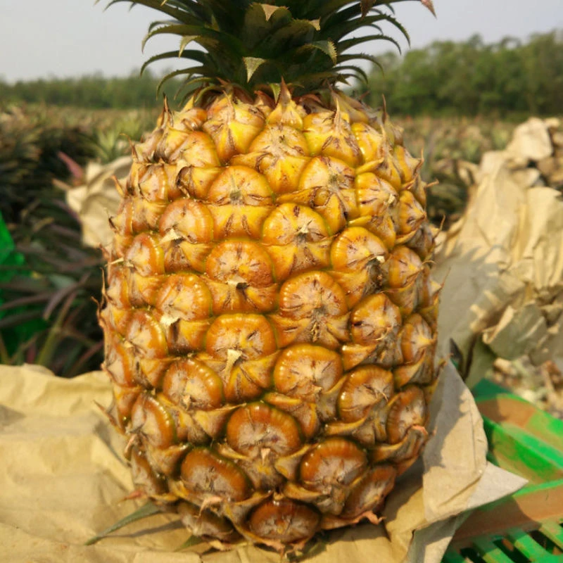 海南金钻凤梨当季水果手撕凤梨新鲜无眼台湾香水菠萝斤包邮