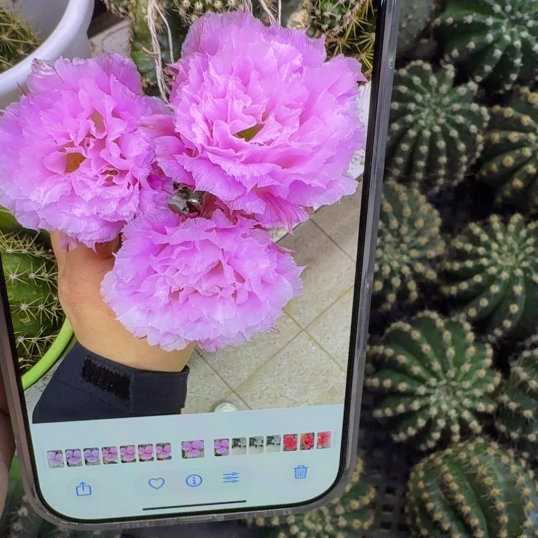 265彩草新粉洛歪无根侧牙4公分左右，20包邮