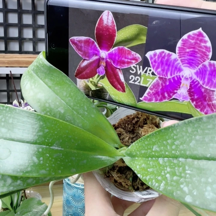 完全开放SWR22L7-路德-新品-1664