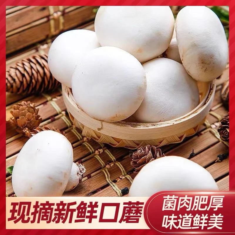 【顺丰包邮】现摘口蘑新鲜白蘑菇双孢菇烧烤火锅食材基地直发